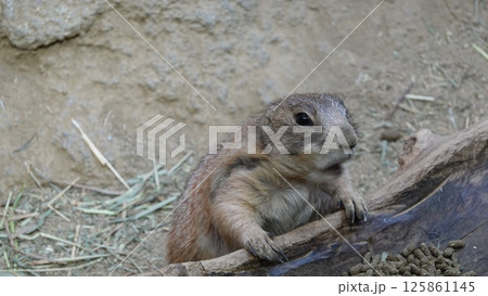 齧歯類 125861145
