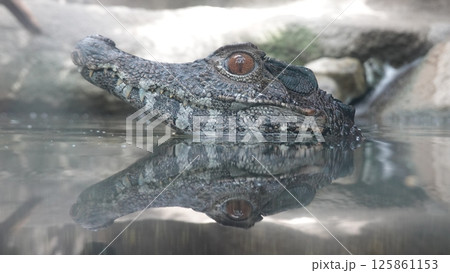 ワニ ワニ 125861153