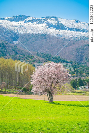 北海道　富良野　上御料の一本桜 125861222