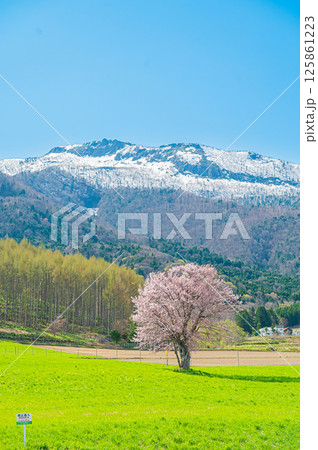 北海道 富良野 上御料の一本桜 北海道 富良野 上御料の一本桜 125861223