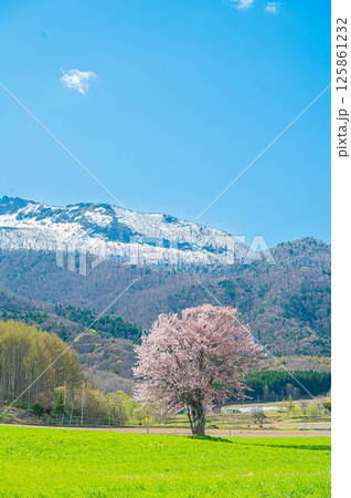 北海道 富良野 上御料の一本桜 北海道 富良野 上御料の一本桜 125861232