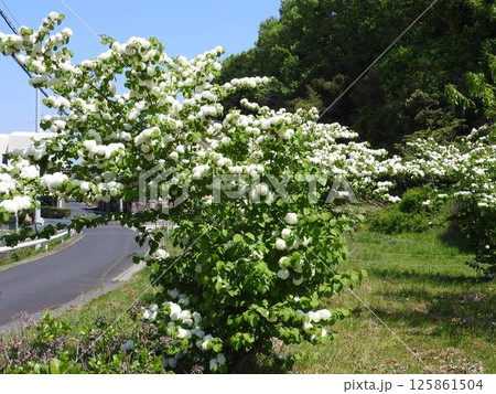 満開のオオデマリ 125861504