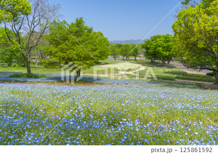 ネモフィラが美しい万博記念公園 125861592
