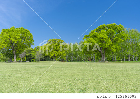 芝生と青空が気持ちいい万博記念公園 125861605