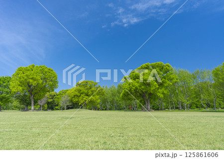 芝生と青空が気持ちいい万博記念公園 125861606