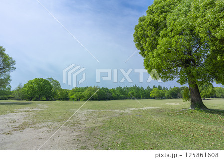芝生と青空が気持ちいい万博記念公園 芝生と青空が気持ちいい万博記念公園 125861608