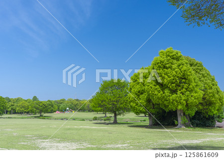 芝生と青空が気持ちいい万博記念公園 125861609