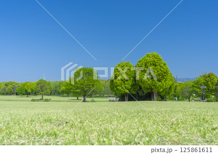 芝生と青空が気持ちいい万博記念公園 125861611