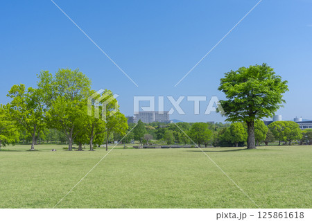芝生と青空が気持ちいい万博記念公園 125861618