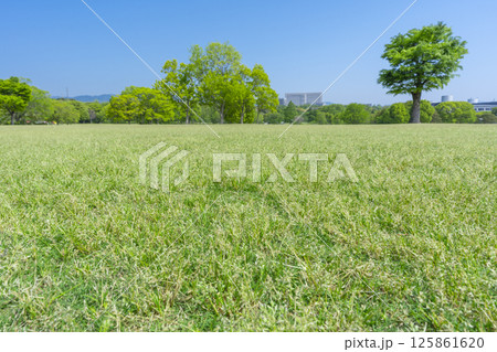 芝生と青空が気持ちいい万博記念公園 125861620