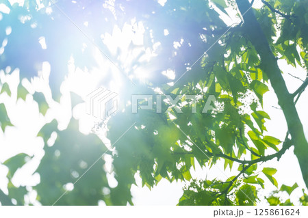新緑の葉と木漏れ日 新緑の葉と木漏れ日 125861624