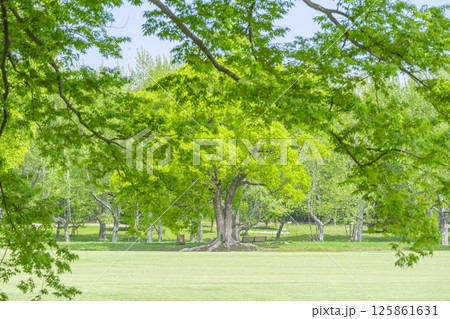 芝生と青空が気持ちいい万博記念公園 125861631