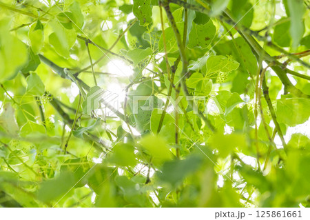 新緑の葉と木漏れ日 125861661