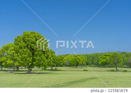 芝生と青空が気持ちいい万博記念公園 125861674