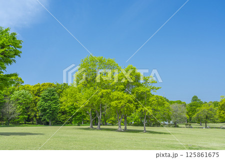 芝生と青空が気持ちいい万博記念公園 125861675