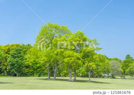 芝生と青空が気持ちいい万博記念公園 芝生と青空が気持ちいい万博記念公園 125861676
