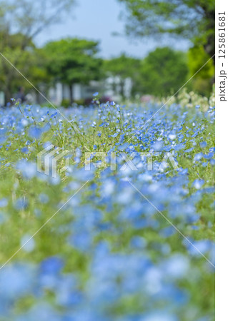 ネモフィラが美しい万博記念公園 ネモフィラが美しい万博記念公園 125861681