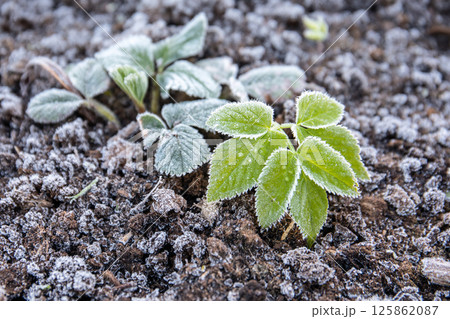 Strawberry leaves with frost, spring morning. Gardening Strawberry leaves with frost, spring morning. Gardening 125862087