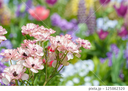 花壇で咲く美しいピンクのラナンキュラス 125862320