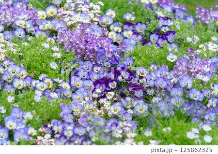 ビオラ、リナリア、ネモフィラが咲き乱れる美しい花壇の風景 125862325