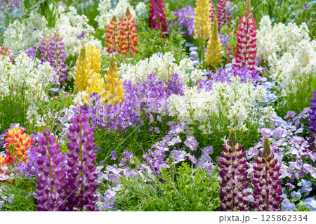 様々な花が咲き乱れる美しい花畑 125862334