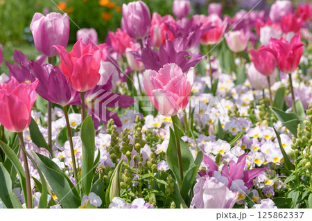 ピンクのチューリップやパンジーが咲き乱れる美しい花畑 125862337