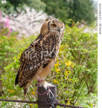 自然豊かな公園の止まり木に佇むワシミミズク 自然豊かな公園の止まり木に佇むワシミミズク 125862339