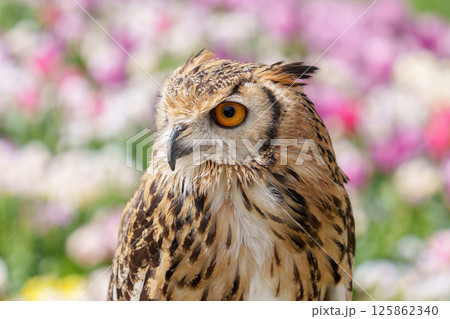 ワシミミズクの顔のクローズアップ(花畑にて) ワシミミズクの顔のクローズアップ(花畑にて) 125862340