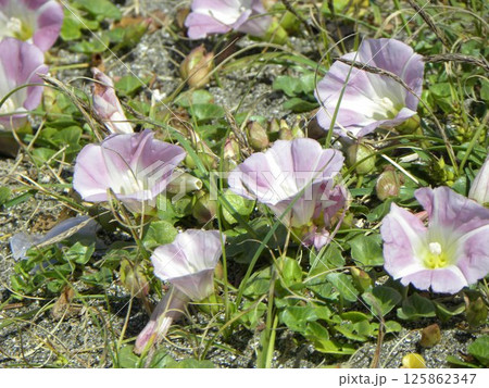 桃色の海岸からの夏知らせ 125862347