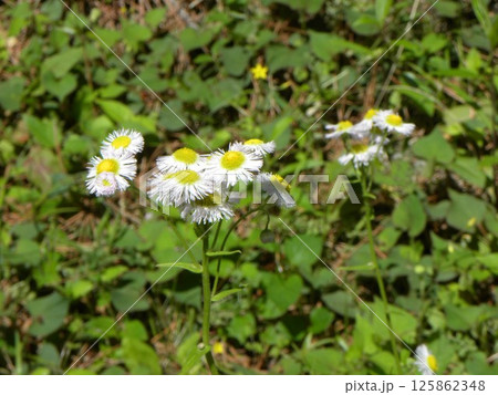 春の野草の代表ハルジオンの白い花 125862348