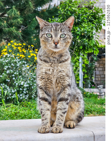 Stray Cats of Montenegro in Urban and Rural Settings 125862830