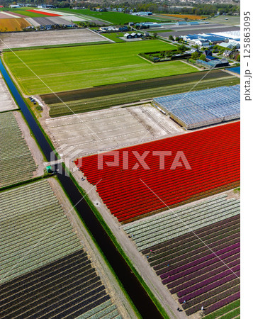 Aerial view of vibrant tulip fields in full bloom, surrounding industrial buildings in a rural landscape. Colorful rows of flowers stretch toward the horizon, blending nature with agriculture. Aerial view of vibrant tulip fields in full bloom, surrounding industrial buildings in a rural landscape. Colorful rows of flowers stretch toward the horizon, blending nature with agriculture. 125863095