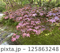 紅葉したモミジの葉 125863248