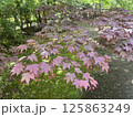 紅葉した蔦 125863249