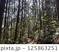 奥へ続く道 125863251