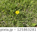 草原に咲くタンポポ 125863281
