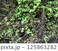 タケノコ 125863282
