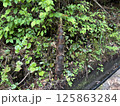 タケノコ 125863284