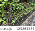 タケノコ 125863285