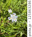白い花 125863286
