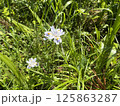 白い花 125863287