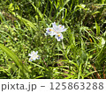 白い花 125863288