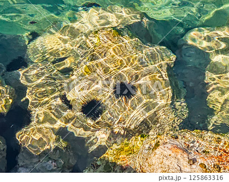 Sea Urchins Resting on Coastal Rocks 125863316