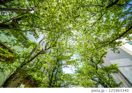 日本の東京都市景観 5月、渋谷駅前。新緑のさくら坂などを望む 125863340
