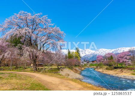 春の白馬 大出公園の桜 春の白馬 大出公園の桜 125863537