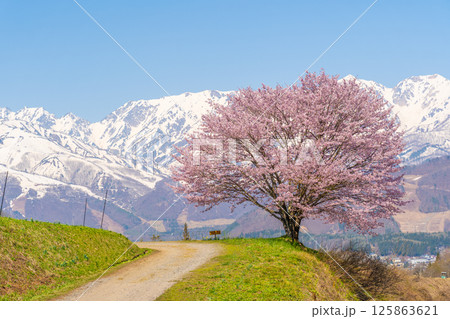 春の白馬　野平の一本桜 125863621