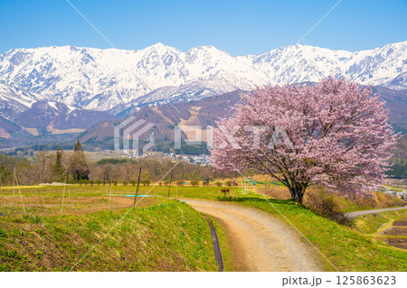 春の白馬　野平の一本桜 125863623