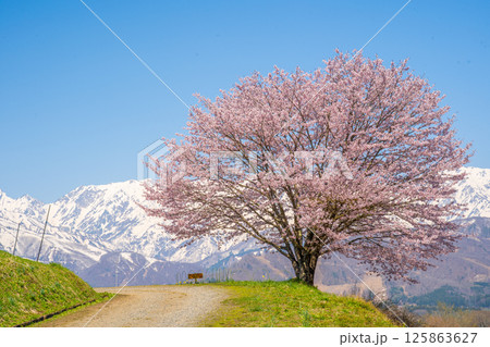 春の白馬　野平の一本桜 125863627