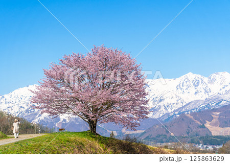 春の白馬　野平の一本桜 125863629