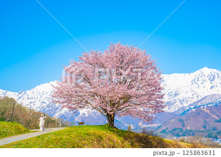 春の白馬　野平の一本桜 125863631